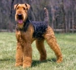 Ердел териер