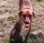 Една хубавелка