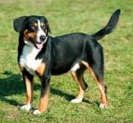 Ентлебухер