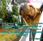 Факт за кучето в колата