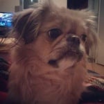 Принцеса Виктория