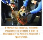 Фестивал, посветен на кучетата в Непал