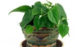 Филодендрон