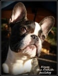 Крум - the French bullldog