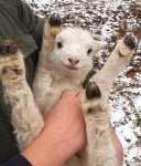 Галене на агънце