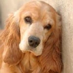 Гана при кучето