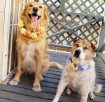 Гердани от цветя за кучета