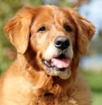 Как да се справите с болките и страданията на вашето възрастно куче?