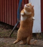 Голям оранжев котарак