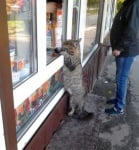 Голяма котка в магазин