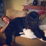 Голямо черно куче