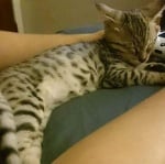 Голямо коте Титан