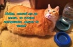Горкото гладно коте!