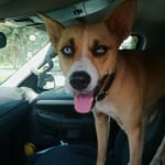 Гримирано куче