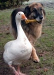 Гъска и куче с един кокал