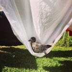 Хамак за птица