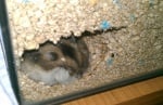 Хамстер копае дупки