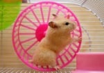 Хамстер на въртележка