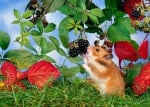 Хамстер яде къпини
