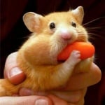 Хамстер складира храна