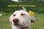 "Здравей, прекрасен ден!"