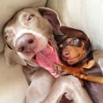 Харлоу и Индиана си играят заедно