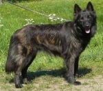 Холандска овчарка