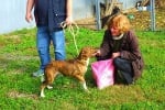 Храна, разходка, лакомства и внимание получиха кучетата от старозагорския приют