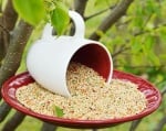 Хранилка за птици от чашка и чинийка