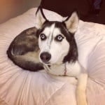 Хъски Рокси