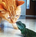 Игуана с котарак