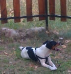 Джак Ръсел Териер (парсън)