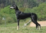 Saluki