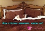 Имате котка? Не ви трябва електрическо одеяло!