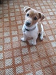 Jack Russell terrier