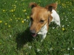Jack Russell terrier