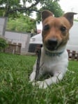 Jack Russell terrier