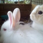 Белушка и бамбук