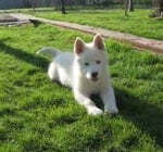 Моето  хъски