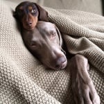 Индиана и Харлоу лежат заедно