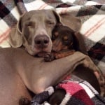 Индиана и Харлоу спят прегърнати