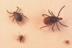 История на Лаймската болест при кучето
