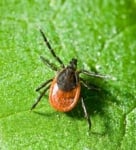 Ixodes ricinus