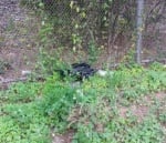 Изхвърлено кученце