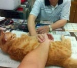 Измерване на пулс с котка