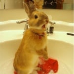 Изненадан заек