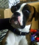 Изненадано куче