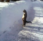 Изправена котка