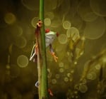 Жабка в тревата