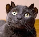 Йода - котка с 4 уши